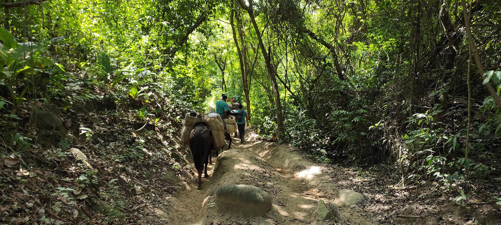 Caminar en medio de la naturaleza